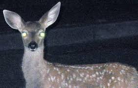 Deer in the headlights? Don't swerve to avoid it | Public Safety |  unionleader.com